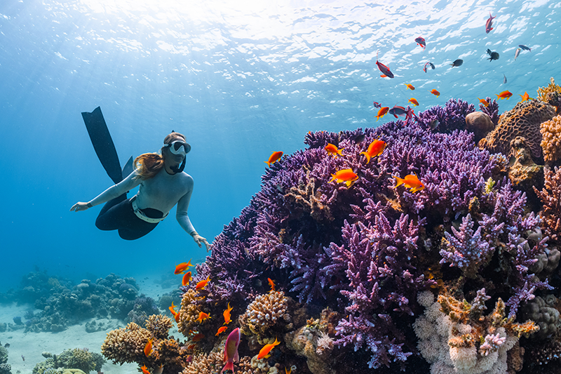 Recreational Diving or Scuba Diving